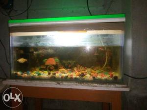 Green And Brown Framed Fish Tank