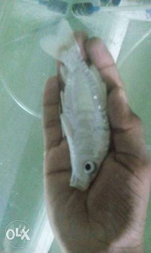 Grey Fish In Gobichettipalayam