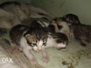 Group Of Silver Tabby Kittens