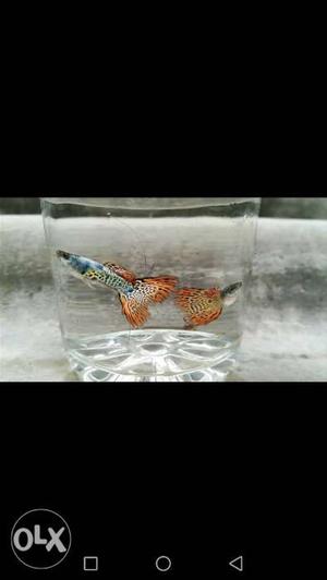 Guppy fish Tank clearance Platinum red red mosaic