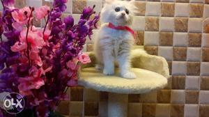 Healthy traind baby persain cats kitten sale more