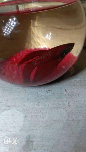 Highly imported Cuban betta fish.