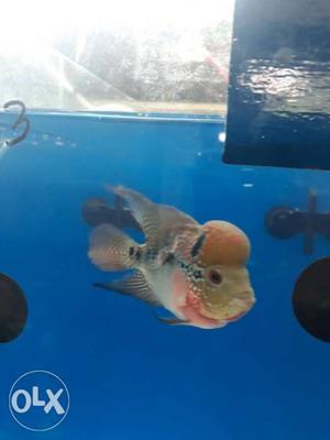 Hrd Flowerhorn