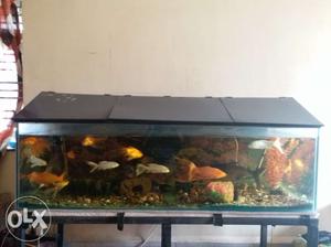Huge fish aquarium sized 5 ft ×2.5 ft × 1.5 ft