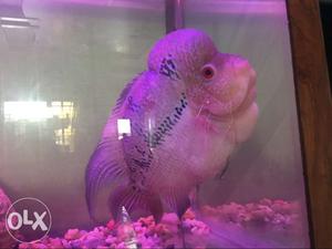 I want to sell my flowerhorn fish fully active