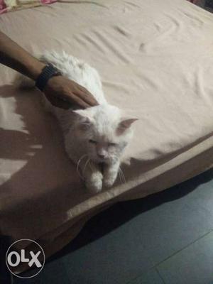 I want to sell my persian cat which is 2years