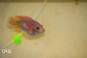 Imported Flowerhorn from US