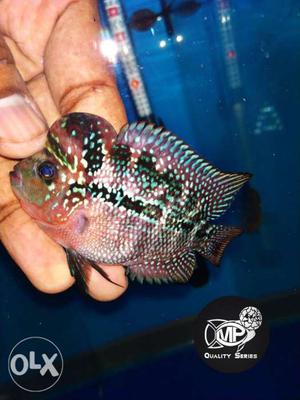Imported Srd Flowerhorn available 2" size monster