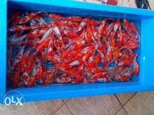 Imported and indian koi carps fishes wholesale