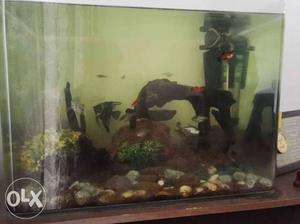 Imported aquarium and cannister for sale at