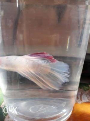 Imported half moon Betta white red and sky blue