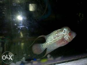 Imported kamfa flowerhorn fish for sale