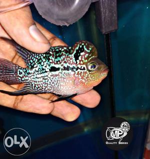 Imported pearly srd Flowerhorn available 2" size
