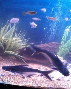 Iridescent shark size - 7 to 8 inch price of per