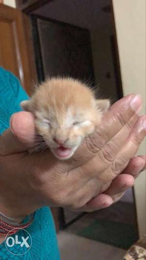 Kittens in pair, 2months old female, mustard and