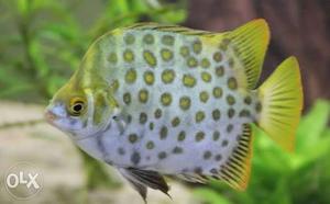 Lapord skin freshwater fish fix price or exchange