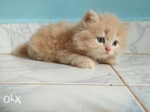 Light Brown Kitten