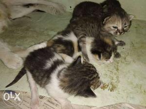 Litter Of Gray Tabby Kittens