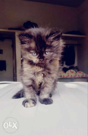 Long-coated Black And Brown Kitten