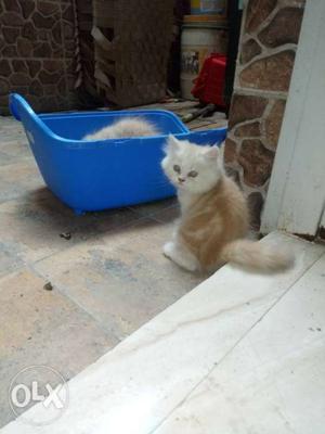 Long-coated White And Orange Kitten