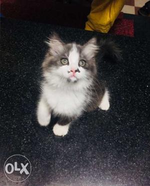 Long-fur White And Black Kitten