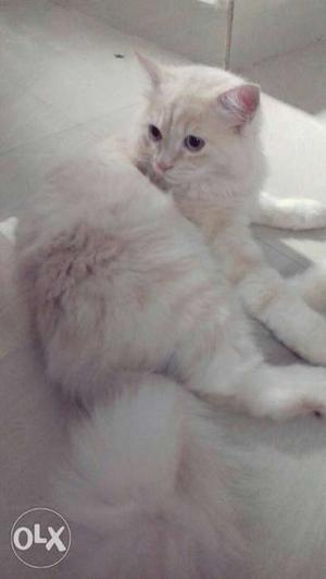 Long-hair White And Orange Cat
