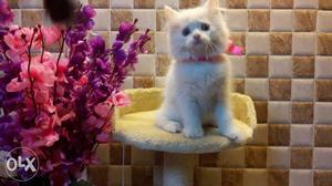 Long hair cute traind baby Persian cats kitten