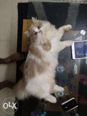 Male Persian Cat for Sale Faun Colour