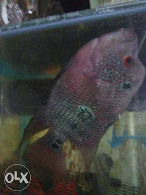 Male and female red magma flowerhorn fish good