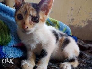 Male cat and still available