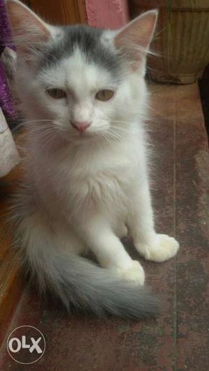Male persian cat for immediate sale