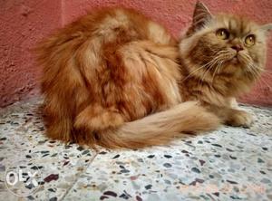 Male persian cat for sale fixed price