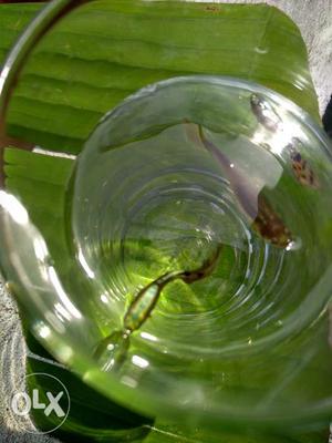 Metallic green guppy, good breeding pairs, 30