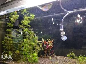 Natural planted aquarium