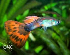 Normal guppy 20 Rs for pair
