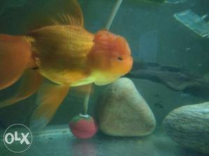 Oranda goldfish 1ps 550rs size 5 inch