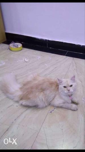 Orange persian cat 8 months old active and trained