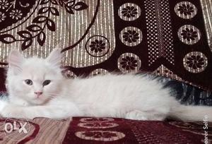 Original Persian male kitten full active...2