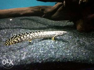 Ornate Bichir for sale. 6" plus. Healthy and