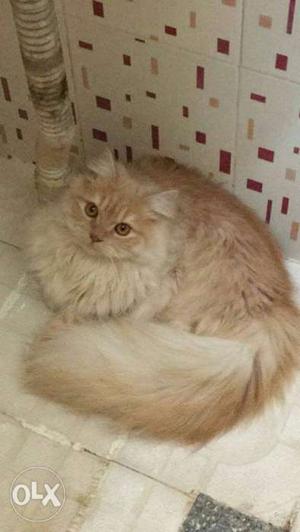 Percian cat full hair female