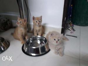 Persian Cats for sale.
