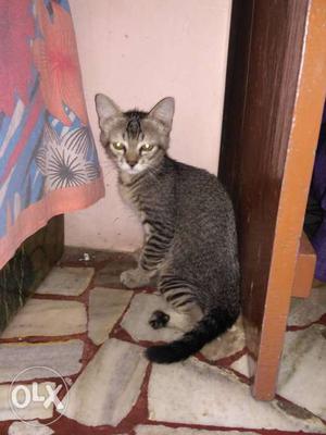 Persian Gray Kitten (Cross Breed)