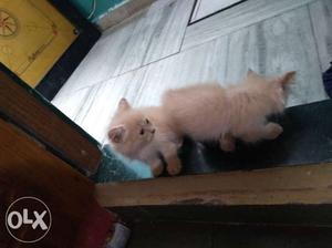 Persian Kitten 2 Months Old Male Femal Available