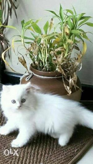 Persian Kitten...in all colours.. males and females