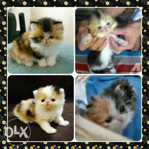 Persian calico female kitten 1.5 month available