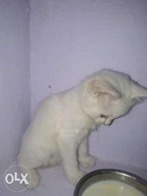 Persian cat White colour female for sale