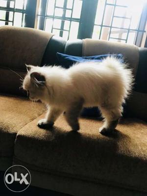 Persian cat calico and white mix cat in kozhikode. 3 months