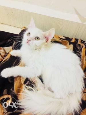Persian cat female doll face kitten available