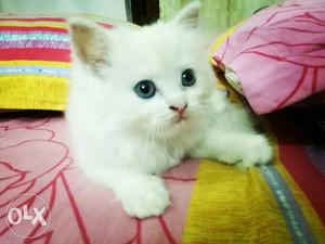 Persian cat female kitten pure doll face 60 days