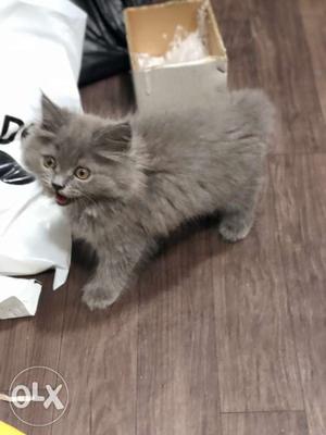 Persian cat for sale.. each , male is a grey
